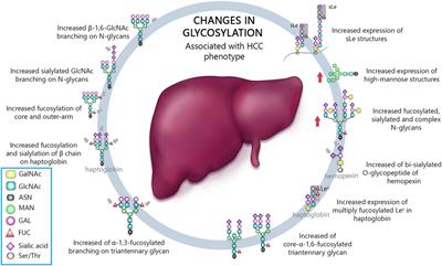 Use of Mass Spectrometry to Screen Glycan Early Markers in Hepatocellular Carcinoma